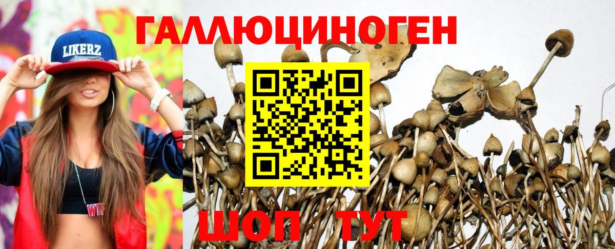 Зеленодольск  Псилоцибиновые грибы Psilocybe  Вход с VPN 